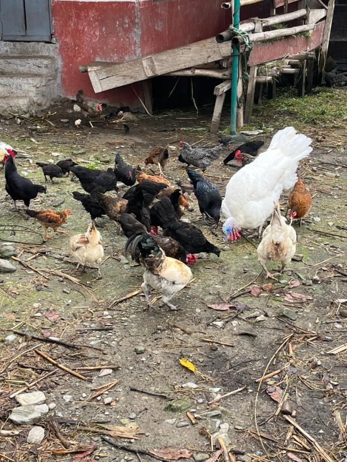 The North Face Inn'S Homestay Pokhara Extérieur photo